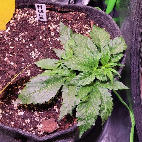 HulkBerry Automatic (40x40 Growbox)  growlog timeline photo