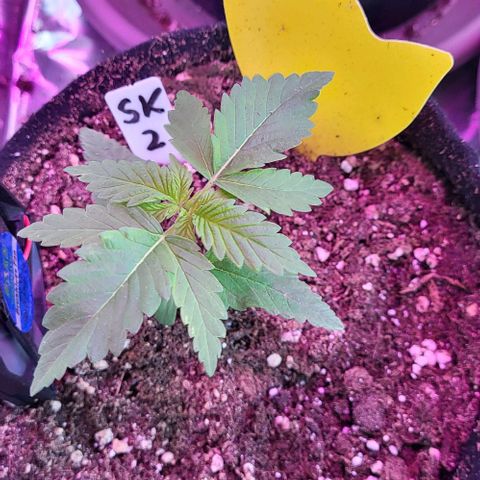 3x Special Kush #1 Outdoor growlog timeline photo