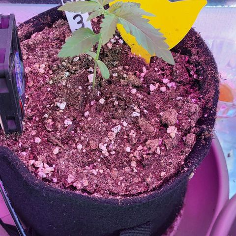 3x Special Kush #1 Outdoor growlog timeline photo