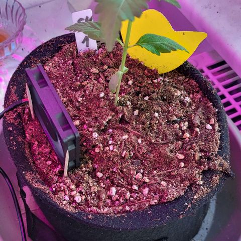 3x Special Kush #1 Outdoor growlog timeline photo
