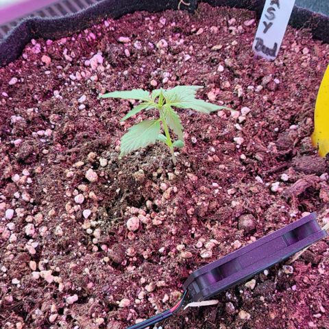 Easy Bud Automatic (Windowsill)  growlog timeline photo