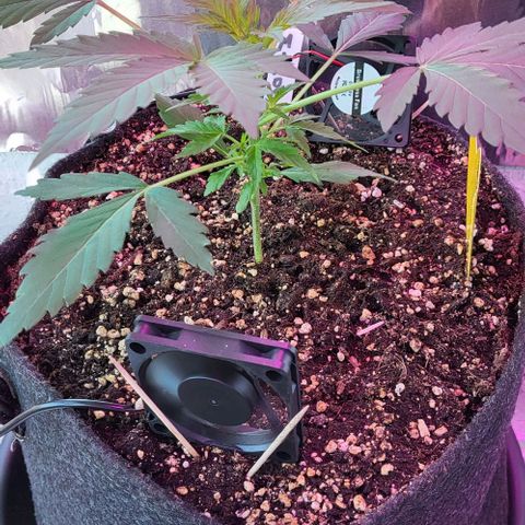 Mimosa Automatic (Windowsill)  growlog timeline photo
