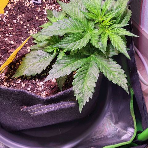 HulkBerry Automatic (40x40 Growbox)  growlog timeline photo