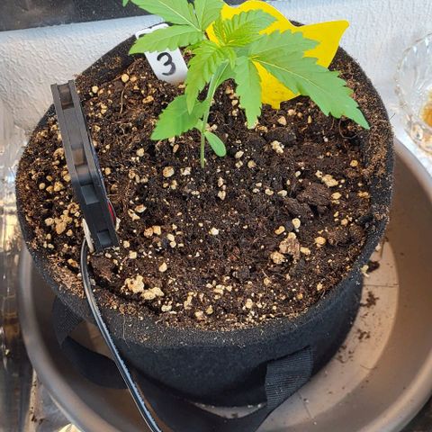 3x Special Kush #1 Outdoor growlog timeline photo
