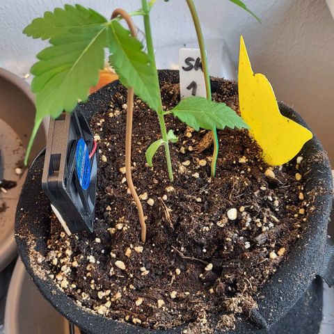 3x Special Kush #1 Outdoor growlog timeline photo