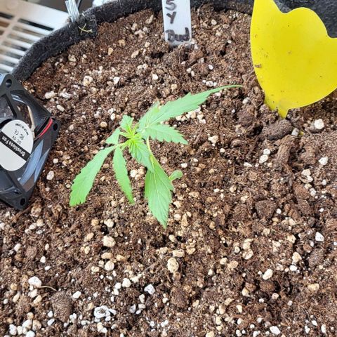 Easy Bud Automatic (Windowsill)  growlog timeline photo