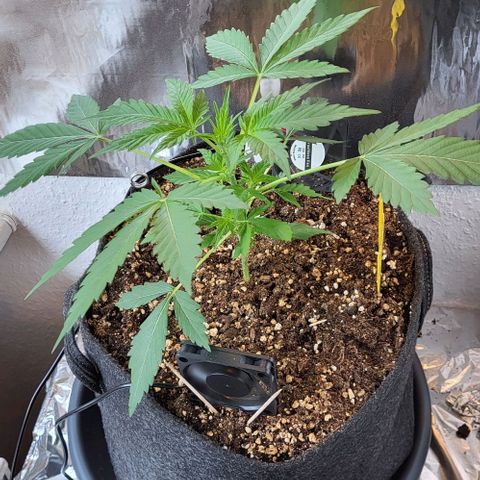 Mimosa Automatic (Windowsill)  growlog timeline photo