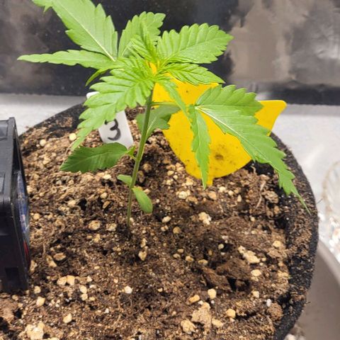 3x Special Kush #1 Outdoor growlog timeline photo