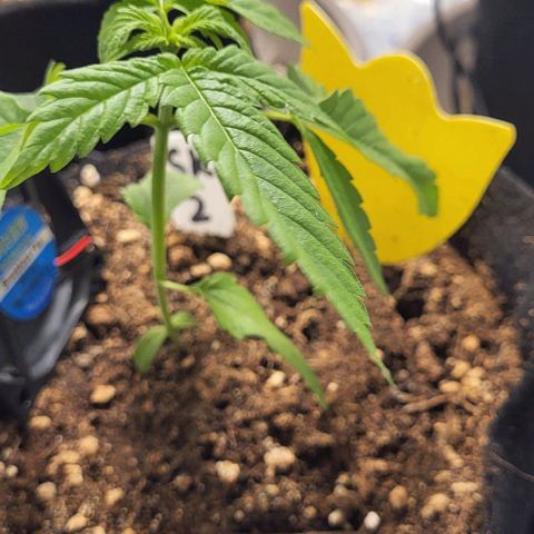 3x Special Kush #1 Outdoor growlog timeline photo