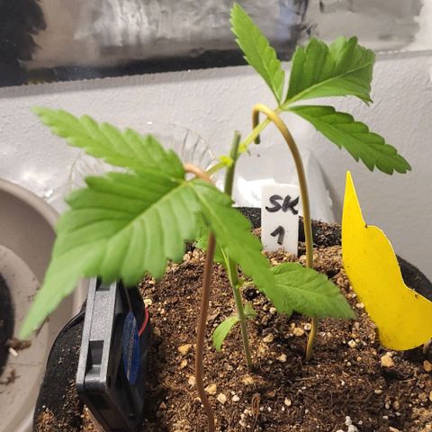 3x Special Kush #1 Outdoor growlog timeline photo