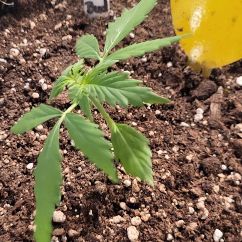 Easy Bud Automatic (Windowsill)  growlog timeline photo