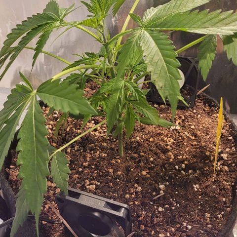 Mimosa Automatic (Windowsill)  growlog timeline photo
