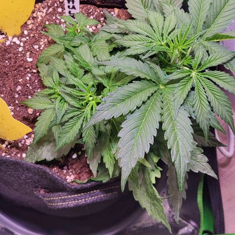 HulkBerry Automatic (40x40 Growbox)  growlog timeline photo