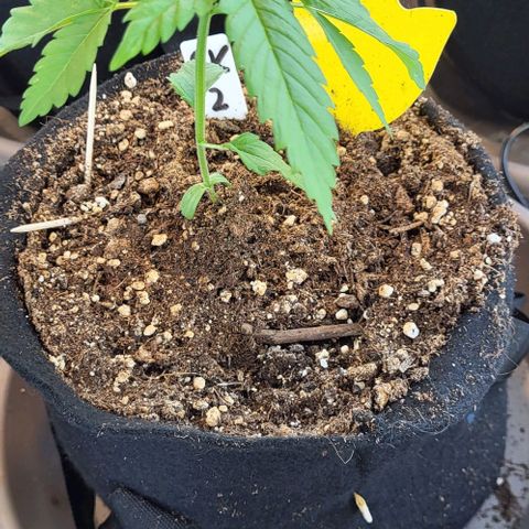 3x Special Kush #1 Outdoor growlog timeline photo