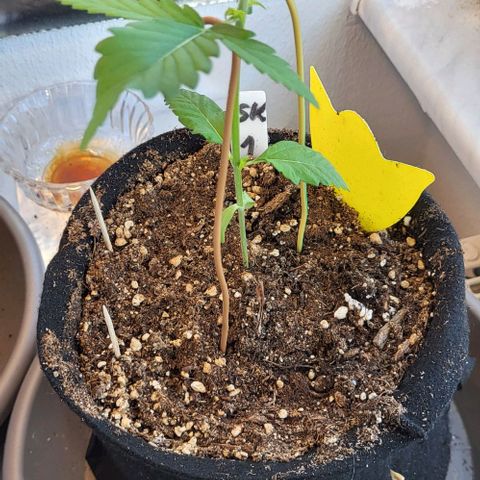 3x Special Kush #1 Outdoor growlog timeline photo