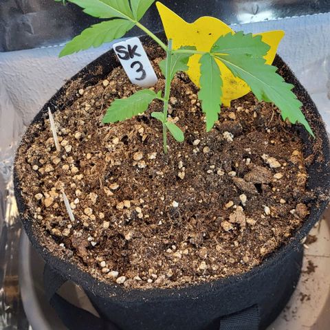 3x Special Kush #1 Outdoor growlog timeline photo