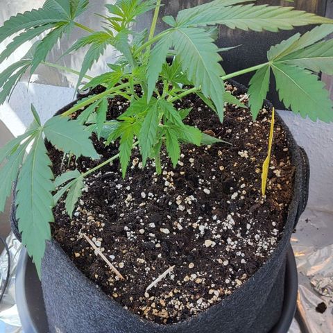 Mimosa Automatic (Windowsill)  growlog timeline photo