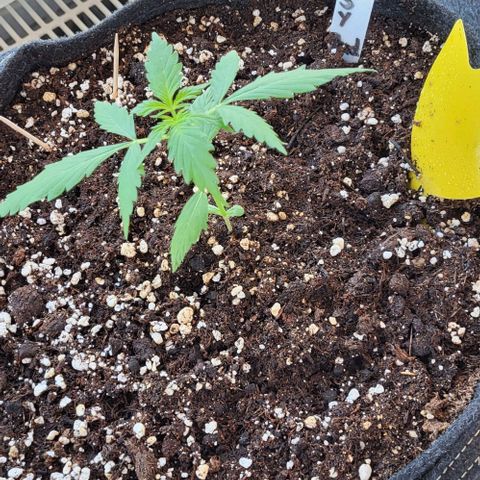 Easy Bud Automatic (Windowsill)  growlog timeline photo