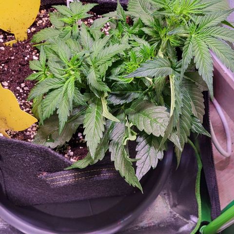 HulkBerry Automatic (40x40 Growbox)  growlog timeline photo