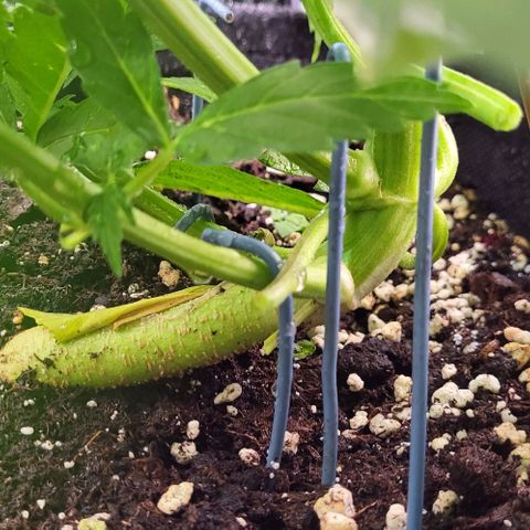 HulkBerry Automatic (40x40 Growbox)  growlog timeline photo