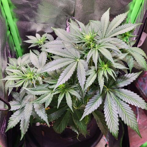 HulkBerry Automatic (40x40 Growbox)  growlog timeline photo