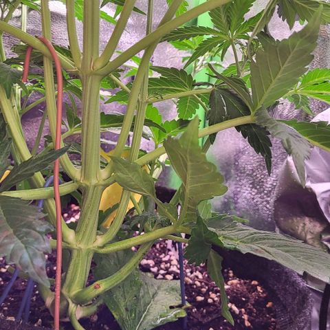 HulkBerry Automatic (40x40 Growbox)  growlog timeline photo