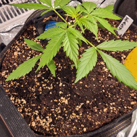 Easy Bud Automatic (Windowsill)  growlog timeline photo