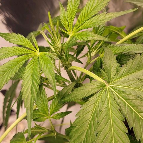 Mimosa Automatic (Windowsill)  growlog timeline photo
