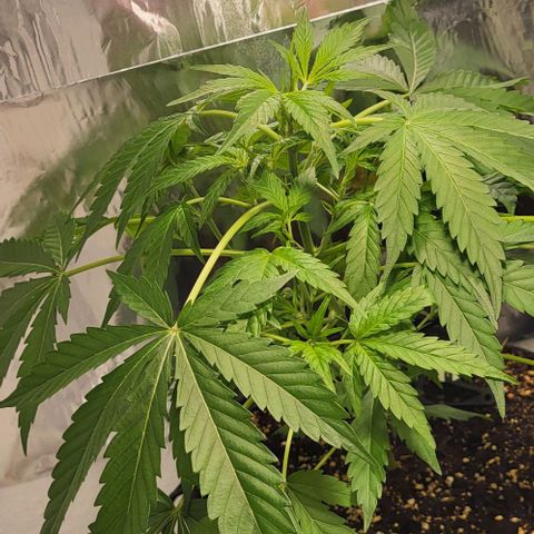 Mimosa Automatic (Windowsill)  growlog timeline photo