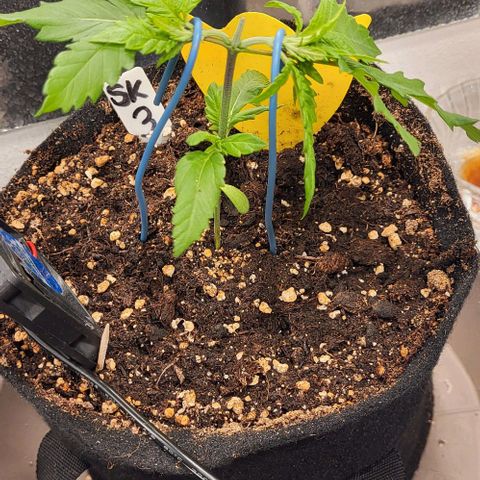 3x Special Kush #1 Outdoor growlog timeline photo