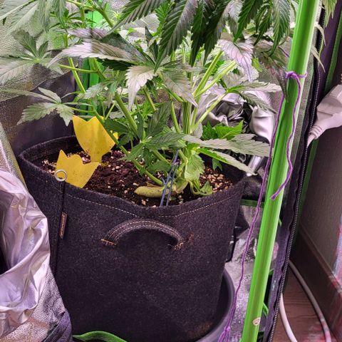 HulkBerry Automatic (40x40 Growbox)  growlog timeline photo