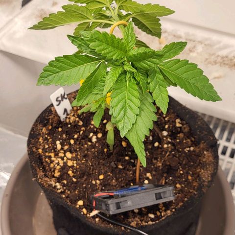 3x Special Kush #1 Outdoor growlog timeline photo