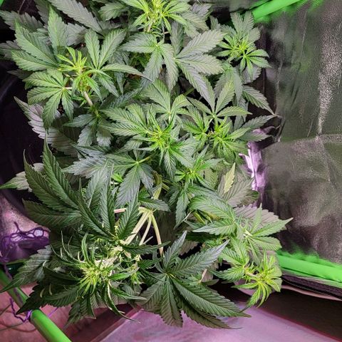 HulkBerry Automatic (40x40 Growbox)  growlog timeline photo