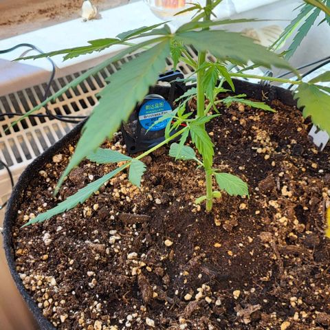 Easy Bud Automatic (Windowsill)  growlog timeline photo