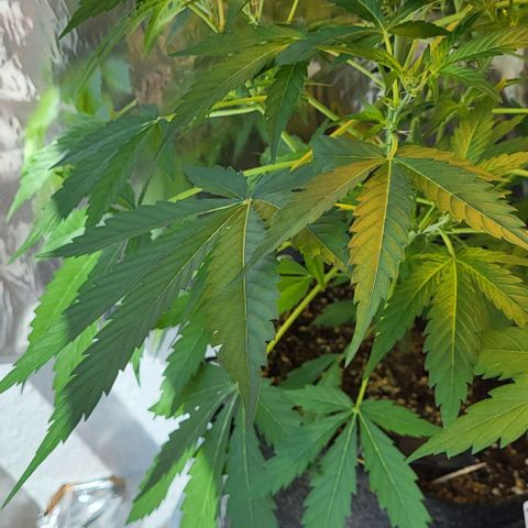 Mimosa Automatic (Windowsill)  growlog timeline photo