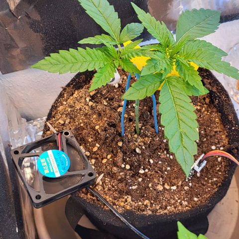 3x Special Kush #1 Outdoor growlog timeline photo