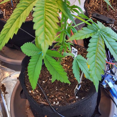 3x Special Kush #1 Outdoor growlog timeline photo