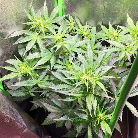HulkBerry Automatic (40x40 Growbox)  growlog timeline photo