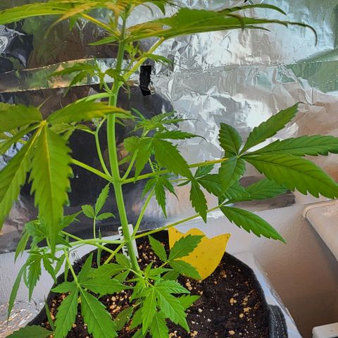 Easy Bud Automatic (Windowsill)  growlog timeline photo