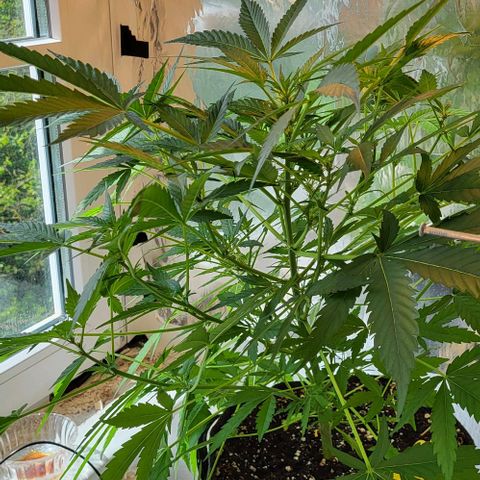 Mimosa Automatic (Windowsill)  growlog timeline photo