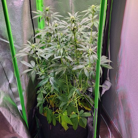 HulkBerry Automatic (40x40 Growbox)  growlog timeline photo