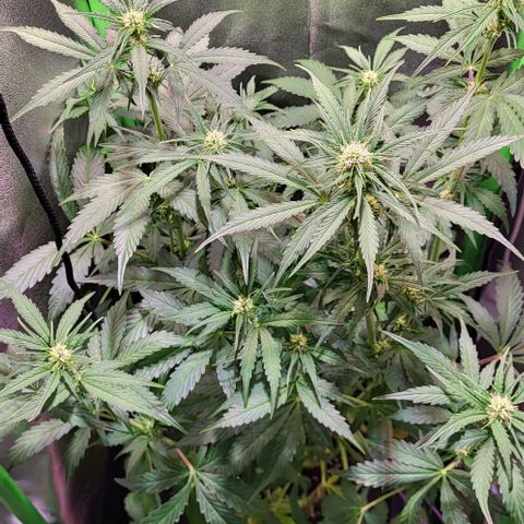 HulkBerry Automatic (40x40 Growbox)  growlog timeline photo