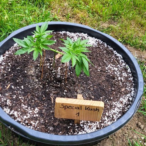 3x Special Kush #1 Outdoor growlog timeline photo