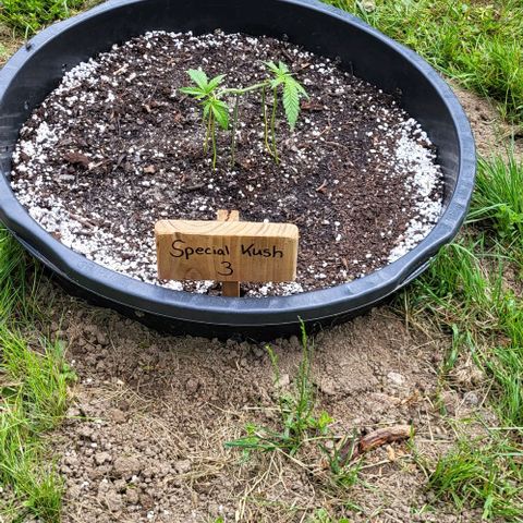 3x Special Kush #1 Outdoor growlog timeline photo