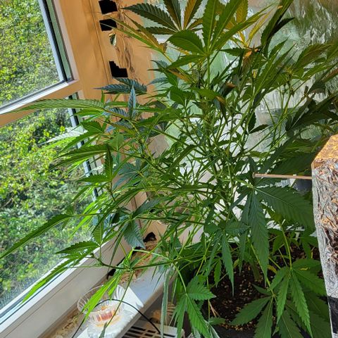 Mimosa Automatic (Windowsill)  growlog timeline photo