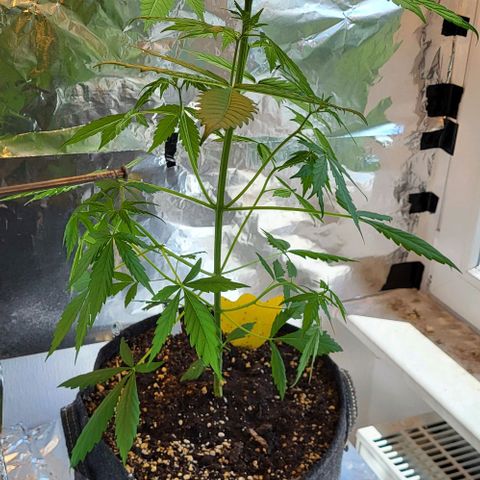 Easy Bud Automatic (Windowsill)  growlog timeline photo