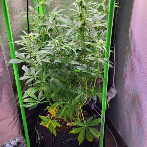 HulkBerry Automatic (40x40 Growbox)  growlog timeline photo