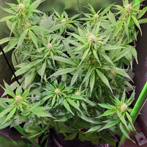 HulkBerry Automatic (40x40 Growbox)  growlog timeline photo