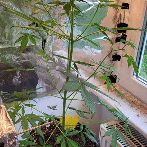 Easy Bud Automatic (Windowsill)  growlog timeline photo