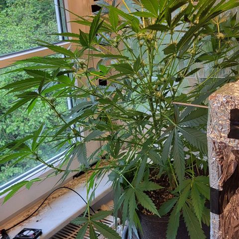 Mimosa Automatic (Windowsill)  growlog timeline photo
